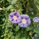 Hezhichun Morning Glory Seeds - Ipomoea nil, Fast Growing & Wide Adaptability, Ideal for Fences and Trellises