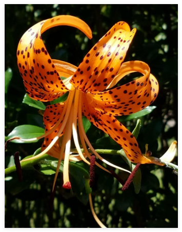 Tiger Lily Seeds A Perennial Beauty