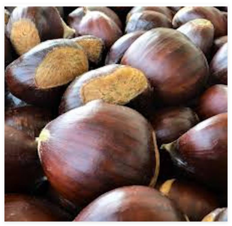 Dunstan Chestnut Tree Seeds Hybrid Cold Stratified
