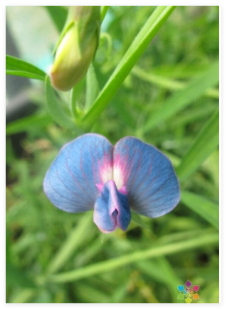 Lathyrus sativus VAR. cyaneus Annual Sweet Pea Seeds