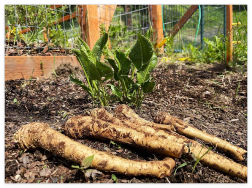 Horseradish Bare Roots - Armoracia rusticana