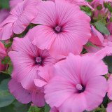 Hezhichun Rose Mallow Seeds | Malva trimestris, Wide Adaptability for Garden Borders & Pots