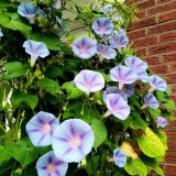 Hezhichun Morning Glory Seeds - Ipomoea nil, Fast Growing & Wide Adaptability, Ideal for Fences and Trellises