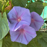Hezhichun Morning Glory Seeds - Ipomoea nil, Fast Growing & Wide Adaptability, Ideal for Fences and Trellises
