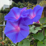 Hezhichun Morning Glory Seeds - Ipomoea nil, Fast Growing & Wide Adaptability, Ideal for Fences and Trellises