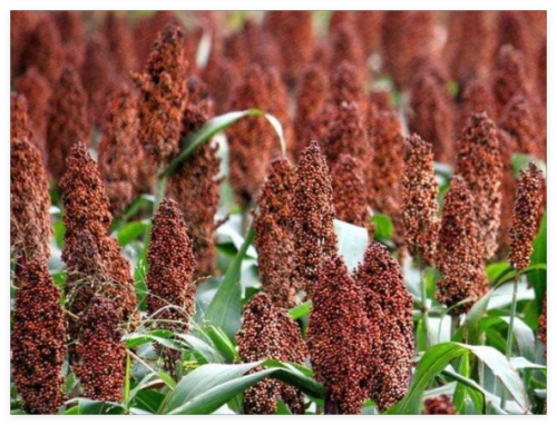 Giant Red Sorghum Seeds for Planting (Wildlife Forage)