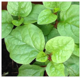 Red Malabar Spinach Seeds – Heirloom Non-GMO Mong TOI Do Heat Tolerant