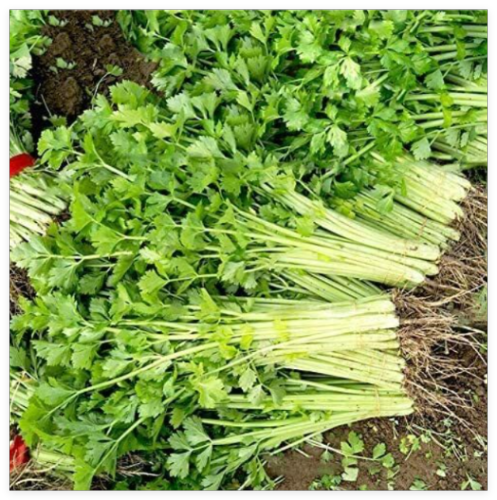 Chinese Light Green Celery Seeds | Heirloom/Non-GMO