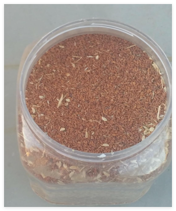 Seeds of Garden Cress Lepidium sativum Shahi Organic US Grower