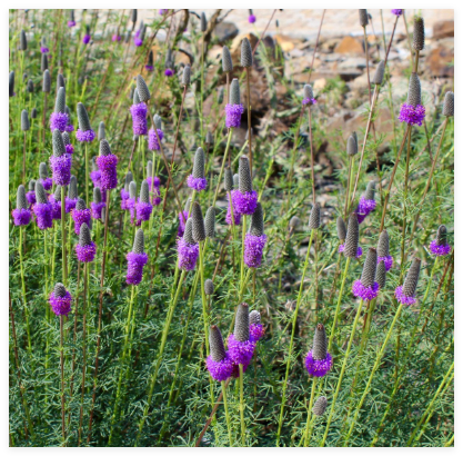 Purple Prairie Seeds for Planting Dalea Purpurea Seeds