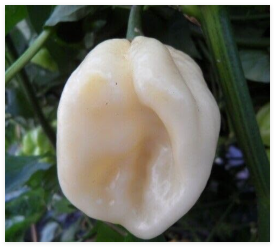 White Habanero Pepper Seeds HOT Pepper Vegetable Garden