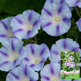 Hezhichun Morning Glory Seeds - Ipomoea nil, Fast Growing & Wide Adaptability, Ideal for Fences and Trellises