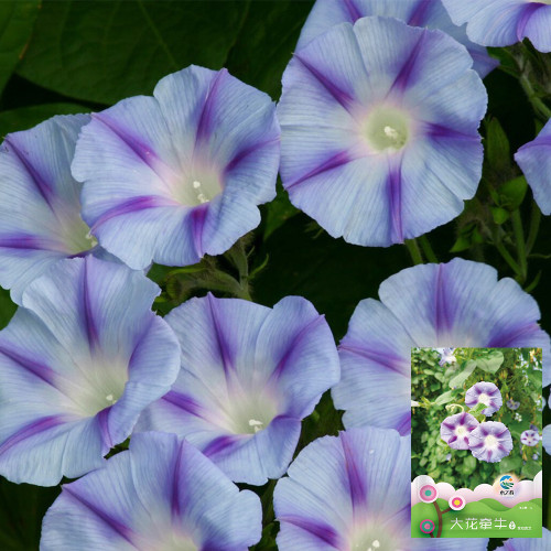 Hezhichun Morning Glory Seeds - Ipomoea nil, Fast Growing & Wide Adaptability, Ideal for Fences and Trellises