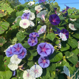 Hezhichun Morning Glory Seeds - Ipomoea nil, Fast Growing & Wide Adaptability, Ideal for Fences and Trellises