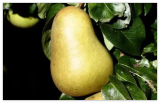 Beurre Hardy (EMLA) Pear Seeds for Garden Planting