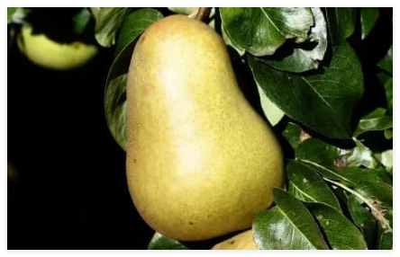Beurre Hardy (EMLA) Pear Seeds for Garden Planting