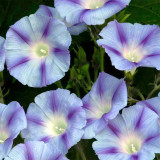 Hezhichun Morning Glory Seeds - Ipomoea nil, Fast Growing & Wide Adaptability, Ideal for Fences and Trellises