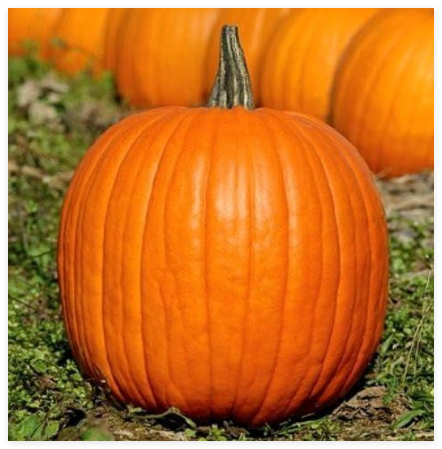 Pumpkin Seeds, Jack O Lantern, Heirloom Pumpkin Seeds, Non-GMO Seeds