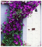 Climbing Clematis (not Bulb) Clematis Florida Seed Flower Perennial Flowering Potted Plants DIY Home Garden - (Color: 4)