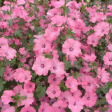 Hezhichun Rose Mallow Seeds | Malva trimestris, Wide Adaptability for Garden Borders & Pots