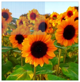 ProCut Orange Splendor Sunflower Seeds