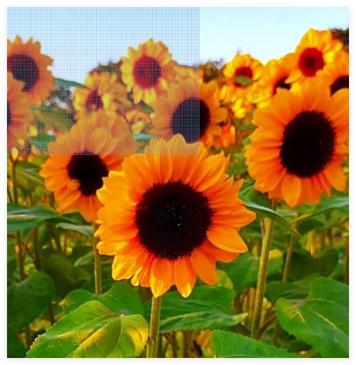 ProCut Orange Splendor Sunflower Seeds