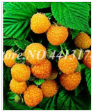 Raspberry Fruit Seed Flower Pots Plants - (Color: 6)