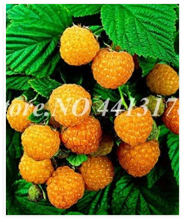 Raspberry Fruit Seed Flower Pots Plants - (Color: 6)