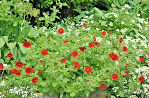 Potentilla Scarlet Cinquefoil Seed Native Perennial Compact Flowering Shrub