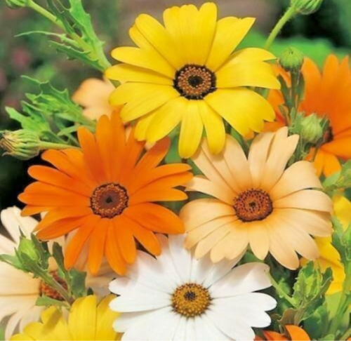 African Daisy Mix Seeds White Orange Yellow Apricot Drought Tolerant Annual