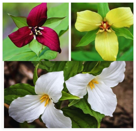 Trillium Mixed (Trillium Erect) | Bulbs
