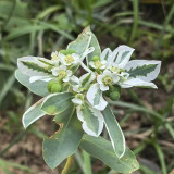 Snow-on-the-Mountain Seeds | Euphorbia marginata | Vivid Silvery White Margins, Perfect for Garden Wall & Pathway