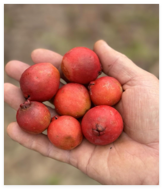 Rare Exotic Waiawi Hawaiian Strawberry Guava Seeds 100% Organic Seeds