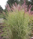 Miscanthus sinensis, Maiden Grass, Hybrid Fountain Mix Perennial Seed