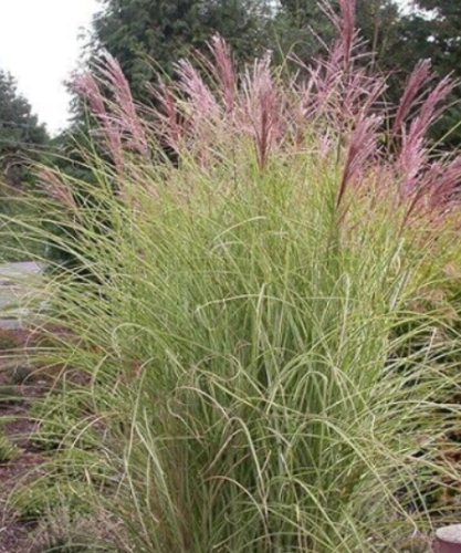 Miscanthus sinensis, Maiden Grass, Hybrid Fountain Mix Perennial Seed