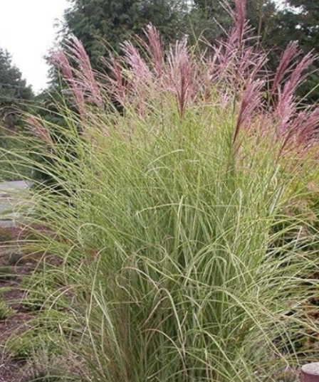 Miscanthus sinensis, Maiden Grass, Hybrid Fountain Mix Perennial Seed