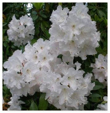 Beautiful 100% True Rhododendron Flower Flores Potted Rare Seed Garden Plant