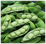 Lima Bean Seeds, Fordhook, Bush Lima Bean, Heirloom Non-GMO