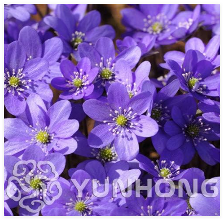 Giant Hepatica Nolilis Seed Hardy,Mix Color, DIY Home Garden Potted Or Yard Flower Plant, (Color: Sky Blue)