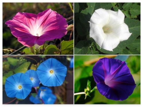 Morning Glory Mix Seeds Red, White & Blue Ipomea purpurea/alba Scarlet Purple