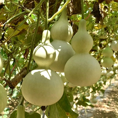 Large Wine Gourd Seeds – High Yield, Easy to Grow, Suitable for Artisans & Gardening Enthusiasts