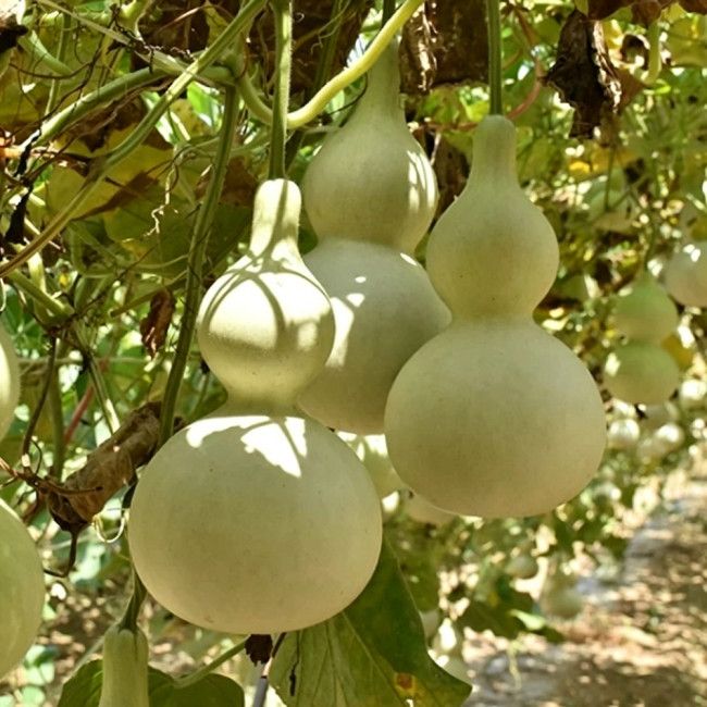 Large Wine Gourd Seeds – High Yield, Easy to Grow, Suitable for Artisans & Gardening Enthusiasts