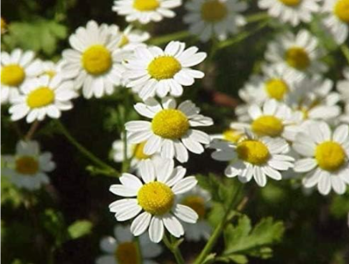 Feverfew Tanacetum Parthenium Herb Flower Seeds Non-Hybrid, Open-Pollinated, Suited for Canadian Climate