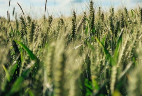 Einkorn Wheat Seeds - Heirloom - - Non GMO - THE Old Wheat
