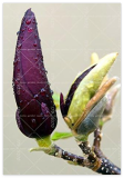 Magnolia, Light Fragrant Garden Tree, Magnolia Flowers for Home Garden DIY Ornamental Plant - (Color: 7)