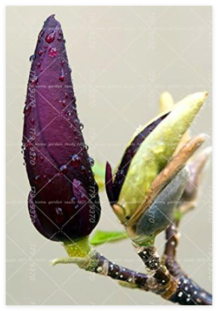 Magnolia, Light Fragrant Garden Tree, Magnolia Flowers for Home Garden DIY Ornamental Plant - (Color: 7)