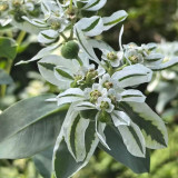 Snow-on-the-Mountain Seeds | Euphorbia marginata | Vivid Silvery White Margins, Perfect for Garden Wall & Pathway