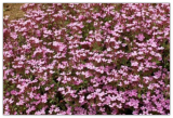 Soapwort Flower Seeds, Pink, Saponaria ocymoides, Ground Cover