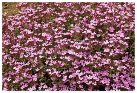 Soapwort Flower Seeds, Pink, Saponaria ocymoides, Ground Cover