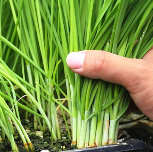 Garlic Chive Seeds for Planting Heirloom, Non-GMO Chinese Chives.
